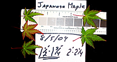 Leaf Size After defoliation